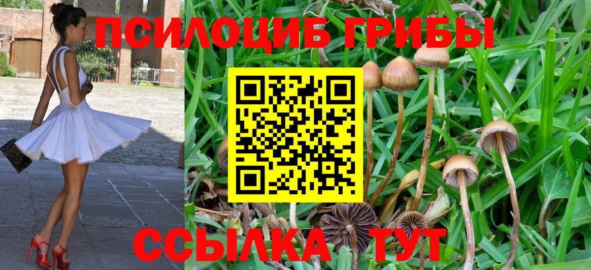 Псилоцибиновые грибы Cubensis Куйбышев